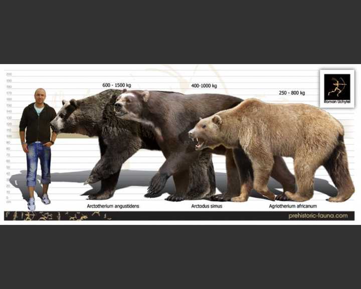 看看和非洲象,北美灰熊,成年男子的体型对比,你就知道阿根廷巨熊究竟