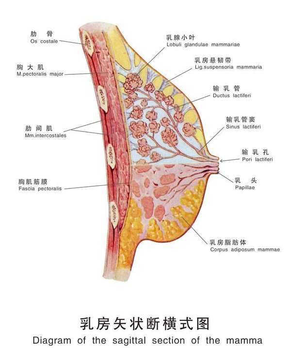 观察上图可知,支撑乳房坚挺主要靠几个部分的组织: 1,乳房悬韧带