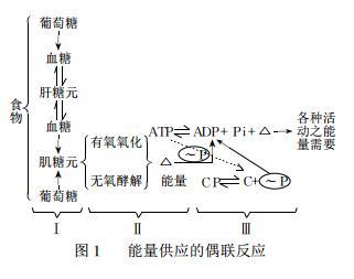 人体如何消耗脂肪?