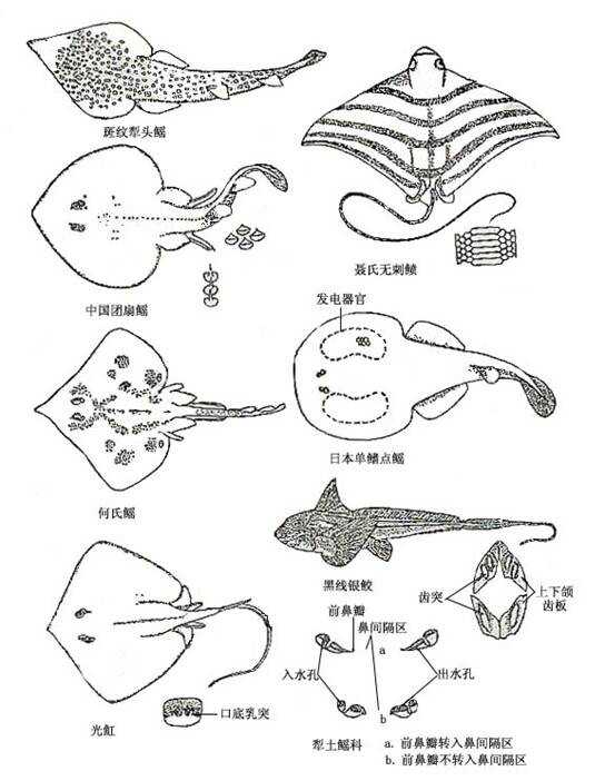 如何用简单易懂的话说清鳐鱼和魟鱼的关系?