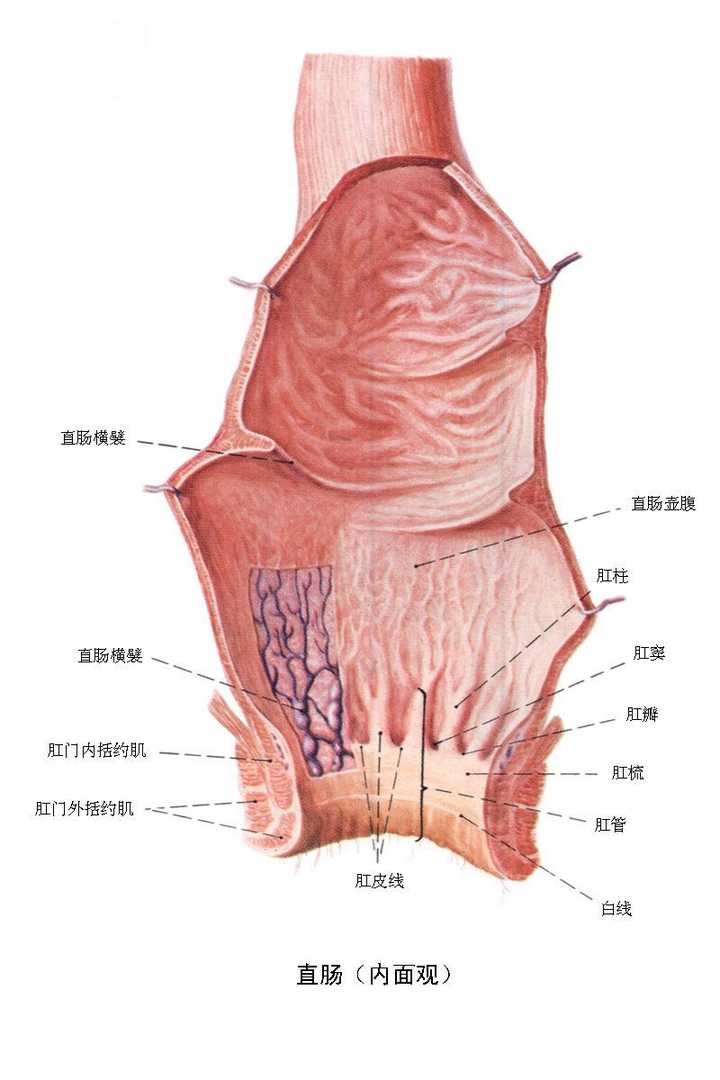 一副吐露反涨的肛门脸,所以他就是个 丑逼.