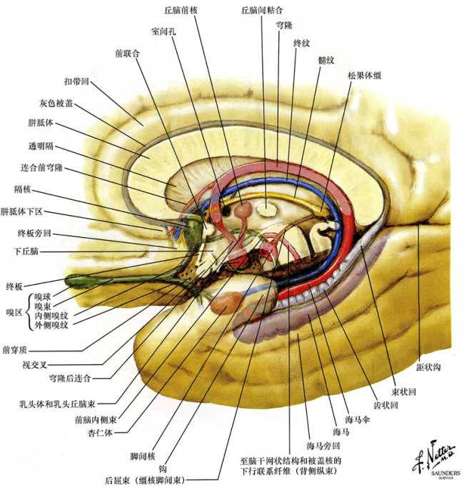 前脑边缘系的主要结构(边缘系统参与情感行为和对内,外刺激的感知)