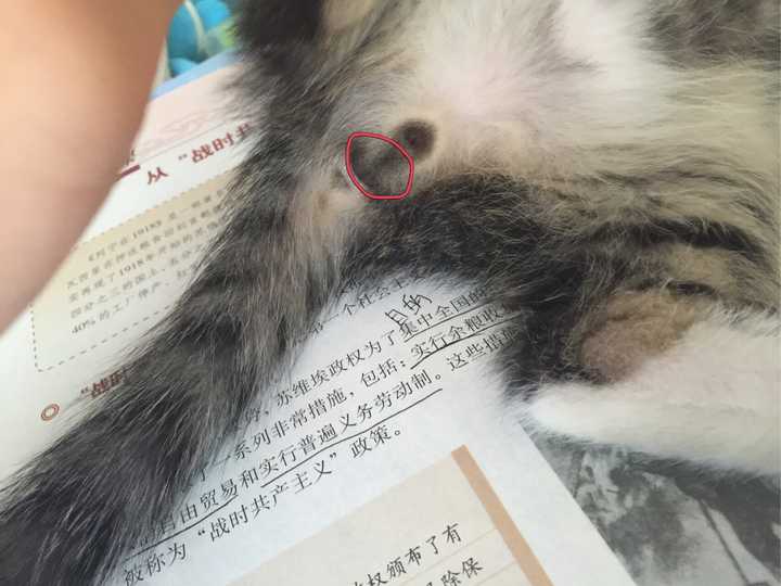 球鉴定小猫的性别?