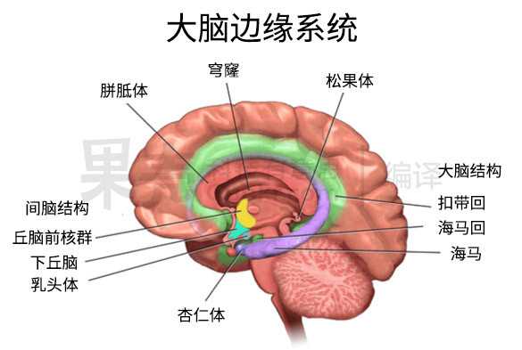 边缘系统