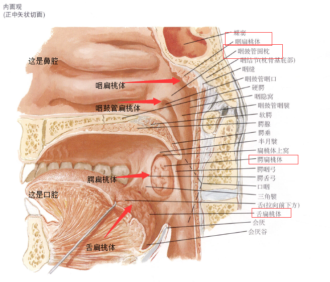 扁桃体是人体的淋巴结器官,属于人体免疫系统.