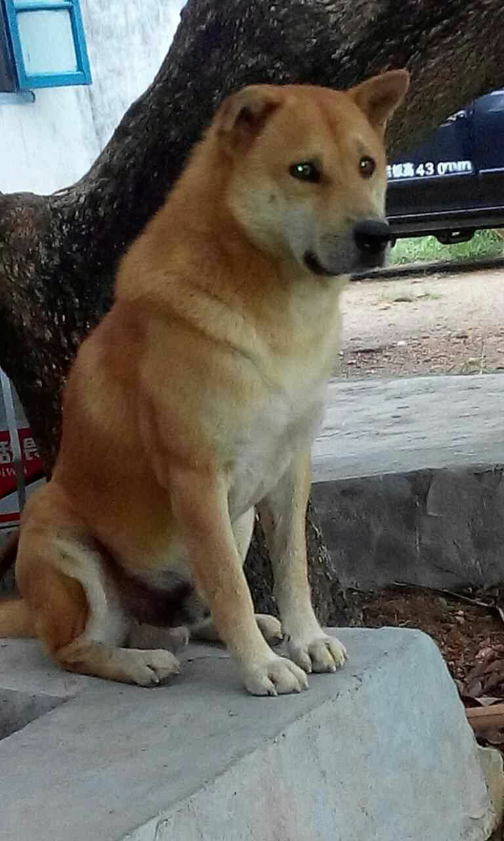 这是我们家的中华田园犬,它很讨厌我给它拍照.