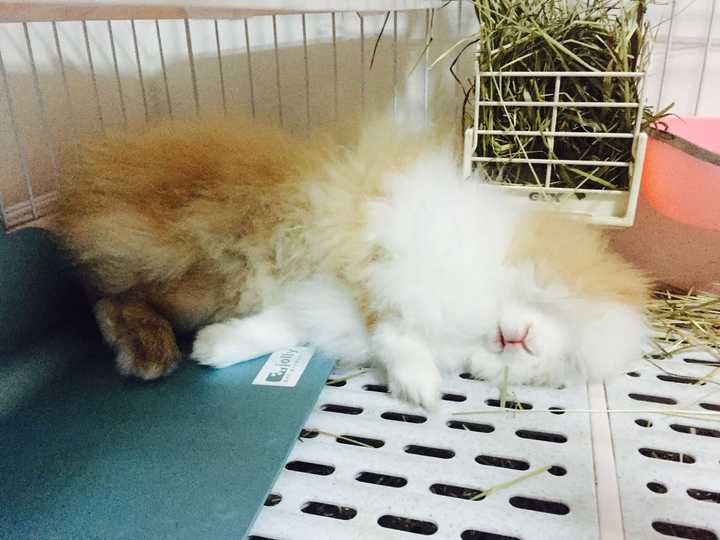 仓鼠,荷兰猪与兔子的仓鼠比较?西班牙睡鼠能和智商一起养吗图片