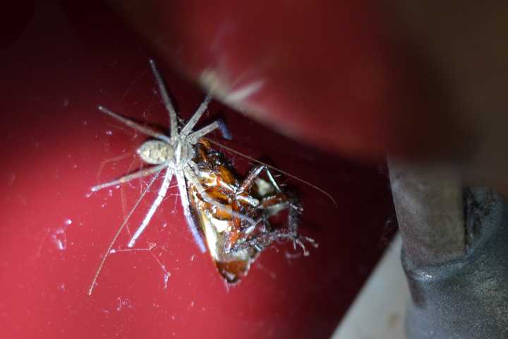 在家养白额高脚蛛吃蟑螂靠谱吗?