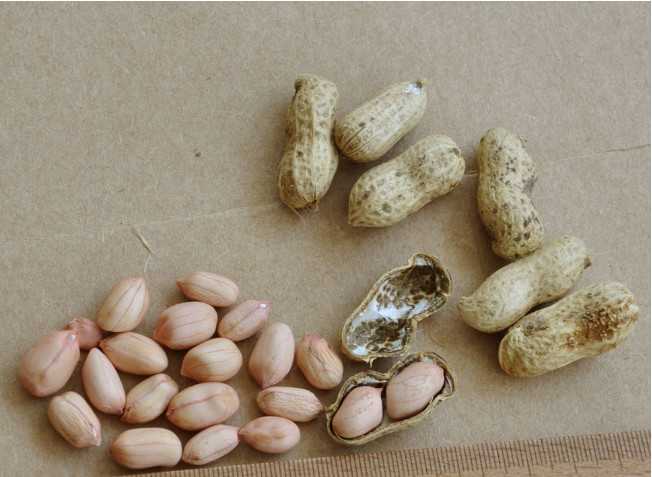 剥出花生米泡水一周最终泡水时间还是要以种子状态为准,一定要每天换