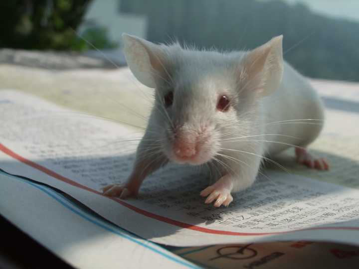 老鼠的智商有多高?