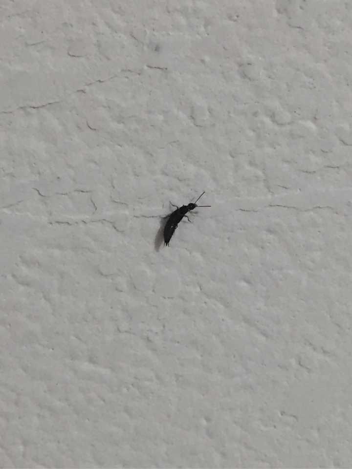 家里突然有什么小黑虫子,这是什么呀?