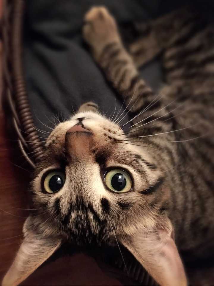 狸花猫聪明吗?