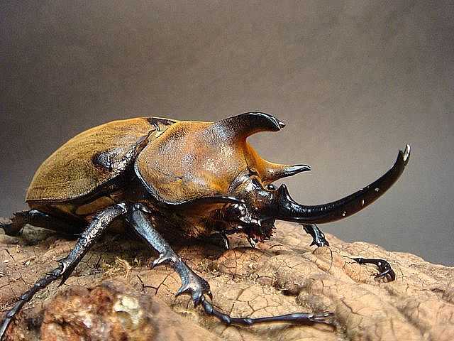 人类如果缩小到昆虫一样小,能否击败大多数虫类(节肢动物?