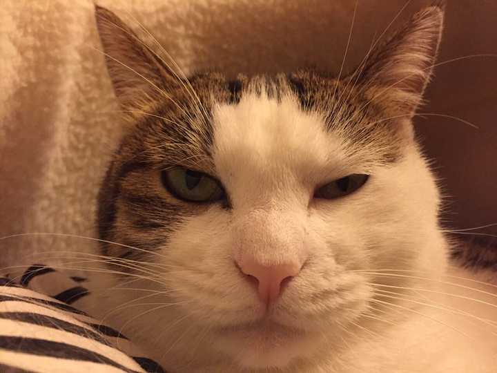 有一只高冷到爆的猫是什么样的体验?