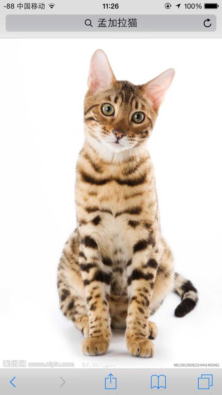 孟加拉猫