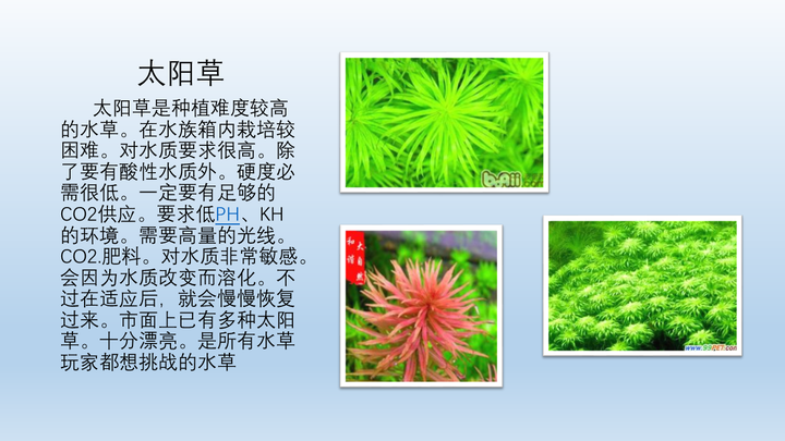 喜欢太阳草的同学可以单独开一缸 专门养太阳草  非常好看