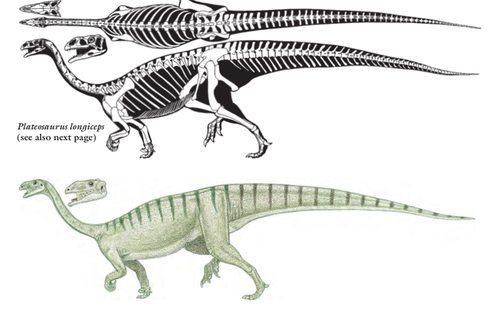 板龙(plateosaurus