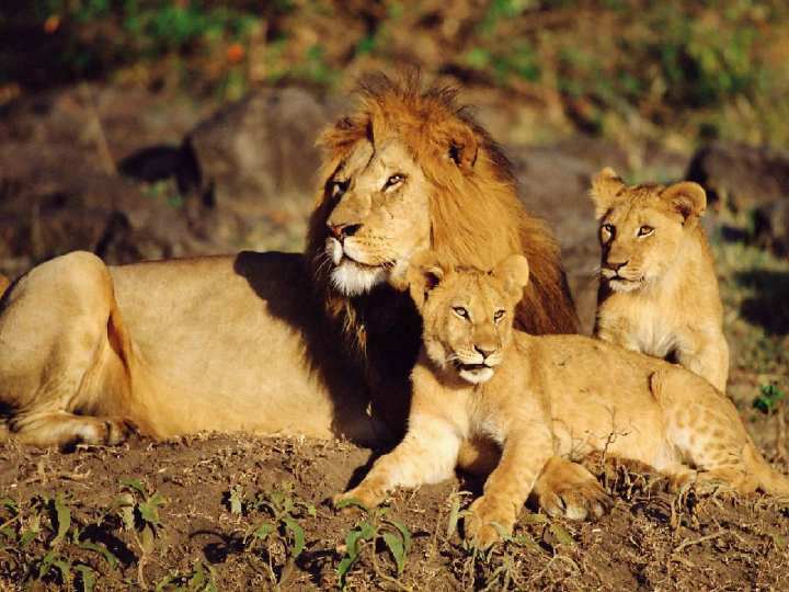 狮子.唯一一种雄性和雌性长相不同的猫科动物