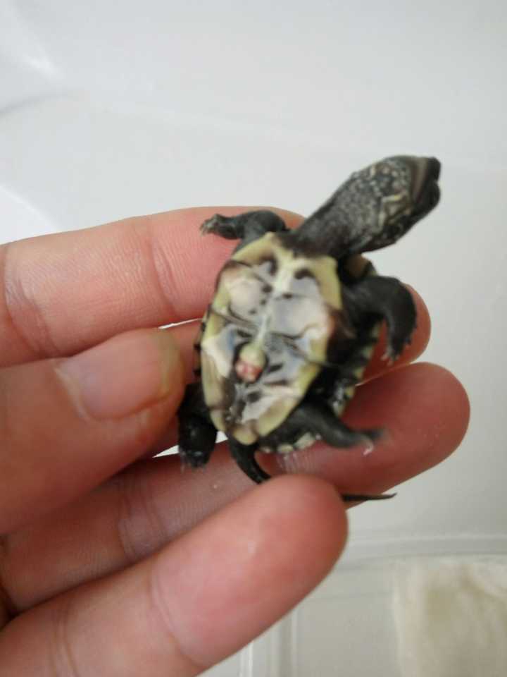 稚龟出生好多天破壳齿都掉了,但是肚脐还是没有收好,如图?