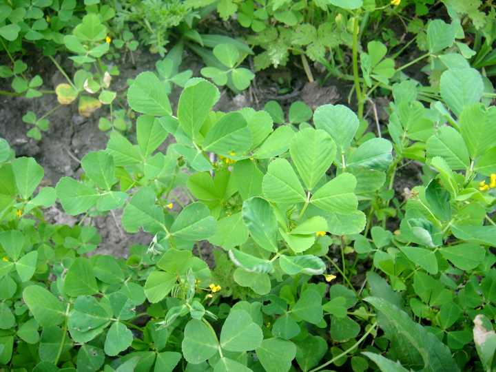 medicago polymorpha 多型苜蓿/南苜蓿 并且果实形态与天蓝苜蓿相差甚