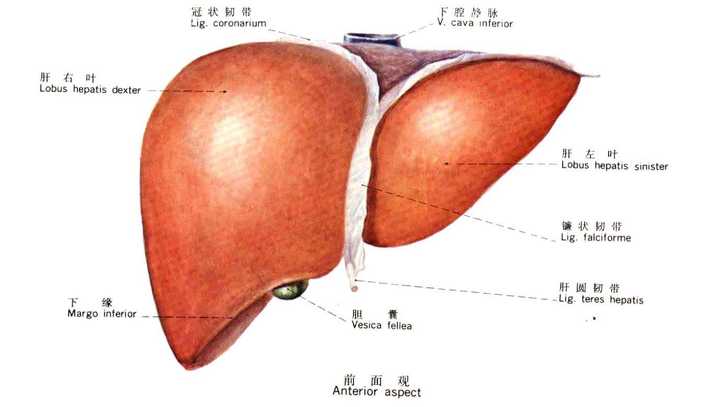 肝冠状韧带:是肝与膈之间相互移行的腹膜. 三角韧带