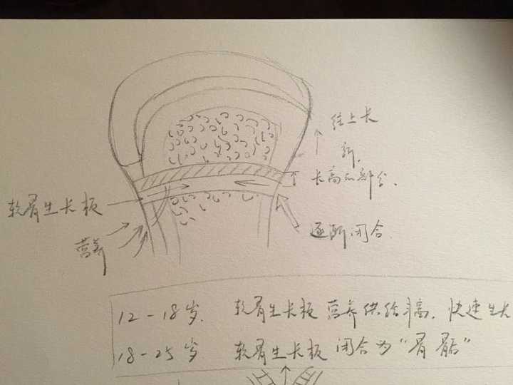 回到微观骨骼上来看,这时候骨骺板(富含有血管的软骨生长板)