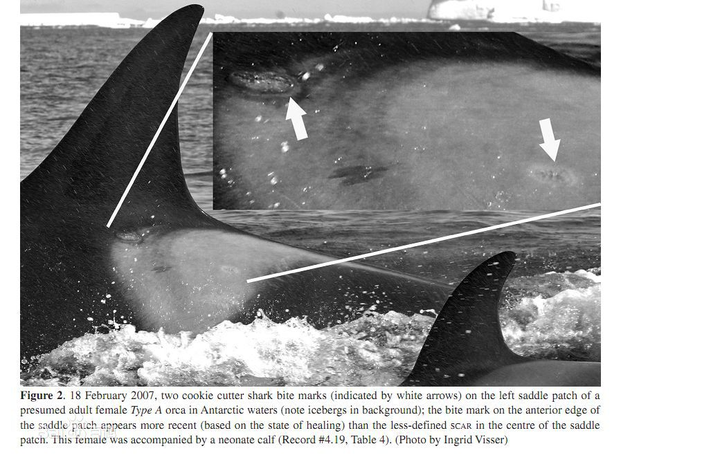 雪茄达摩鲨在虎鲸背鳍上留下了清晰可见的伤疤
