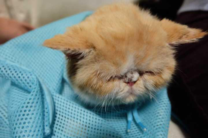 养一只加菲猫是一种怎样的体验?