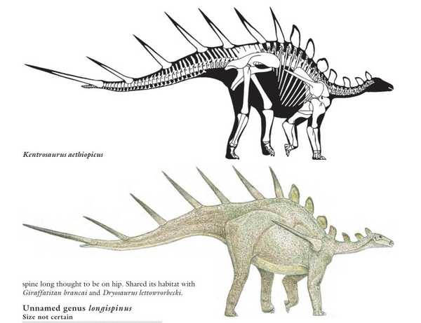 paul绘制 剑龙(stegosaurus),gregory s.