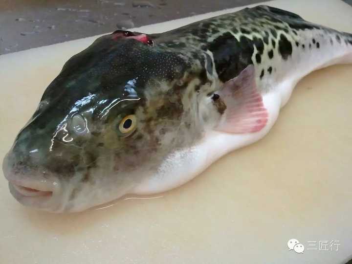 虎河豚