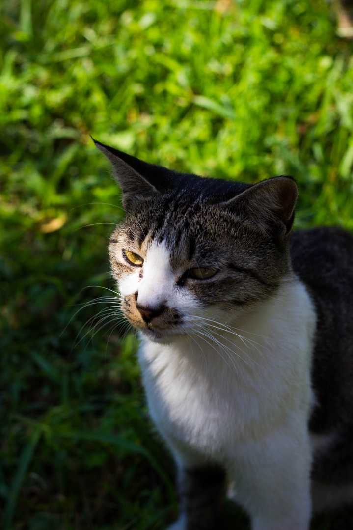 有哪些空手套萌猫的好办法?