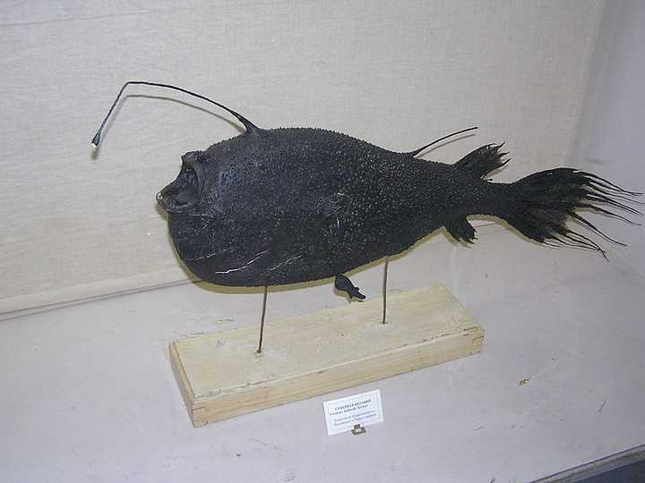 自然界生物中有哪些奇特的繁殖方式?