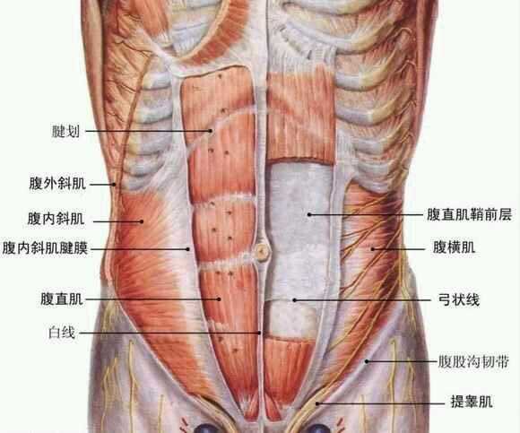 腹肌可以天天练习吗?