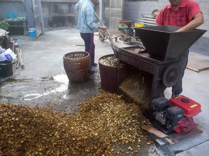 山核桃是如何去壳得到肉的?