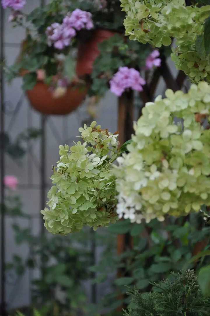 圆锥绣球香草草莓,还没变红呢.