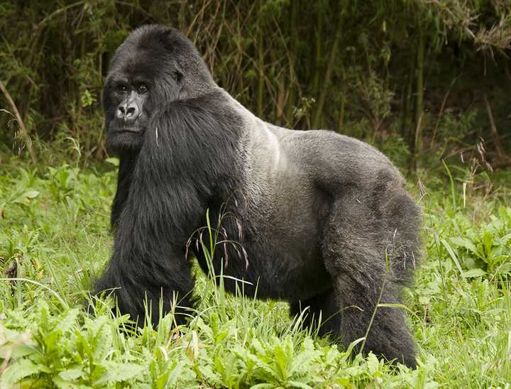 这个是非常珍贵的山地大猩猩,只生活在刚果(金)的维龙加国家公园,比低