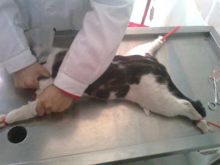 有什么给猫咪治病的经验或经历分享?主人在治疗过程中