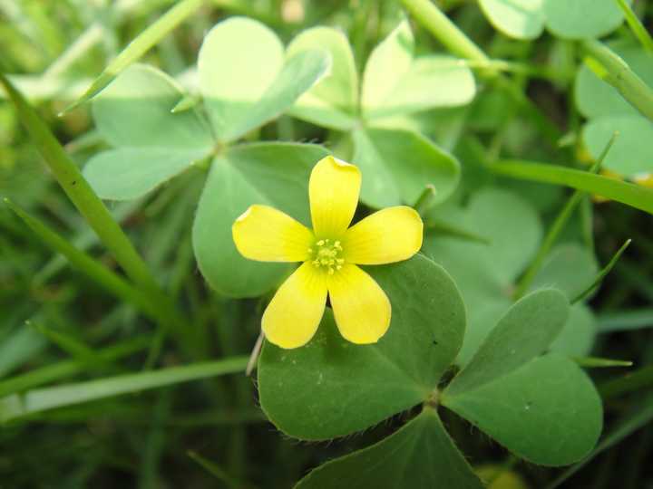 嗯,就是酢浆草 oxalis corniculata 另外红花酢浆草 oxalis debilis也