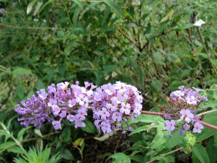 这个是密蒙花,花冠也算比较大的,接近1cm的直径.