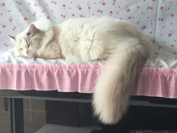 养布偶猫是种怎样的体验?