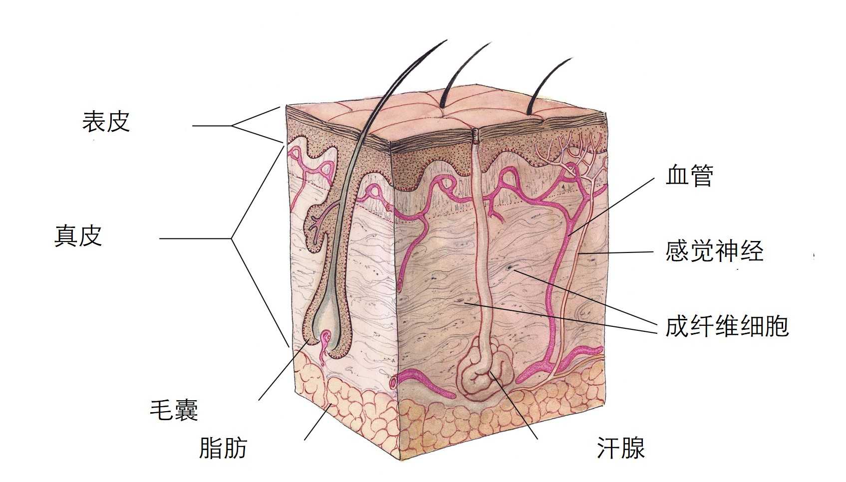 我们的皮肤由三层构成:表皮,真皮(血管,神经,毛囊,汗腺),皮下组织.