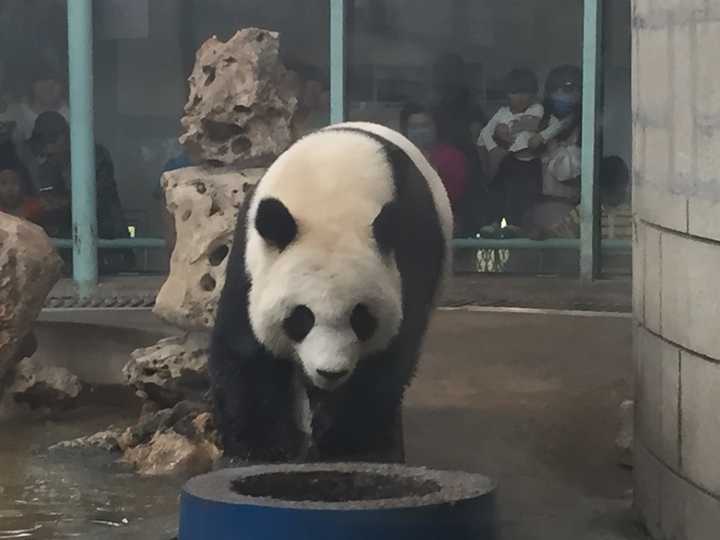 你有哪些收藏来反复看的大熊猫 (giant panda) 的图片?