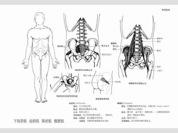 腰椎外侧和横突 髂肌:起于髂窝           共同止于股骨小转子 功能