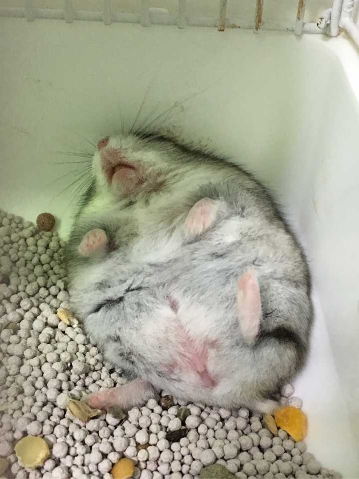 仓鼠睡觉时是怎样的?