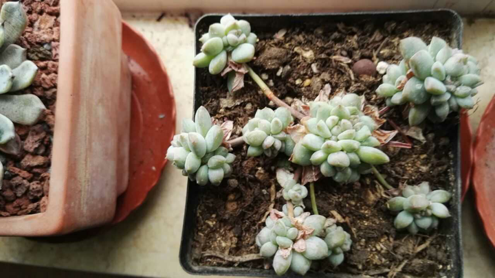 直接把矮壮素(多效挫)像用爽身粉一样撒在多肉植物上会导致烧伤吗?
