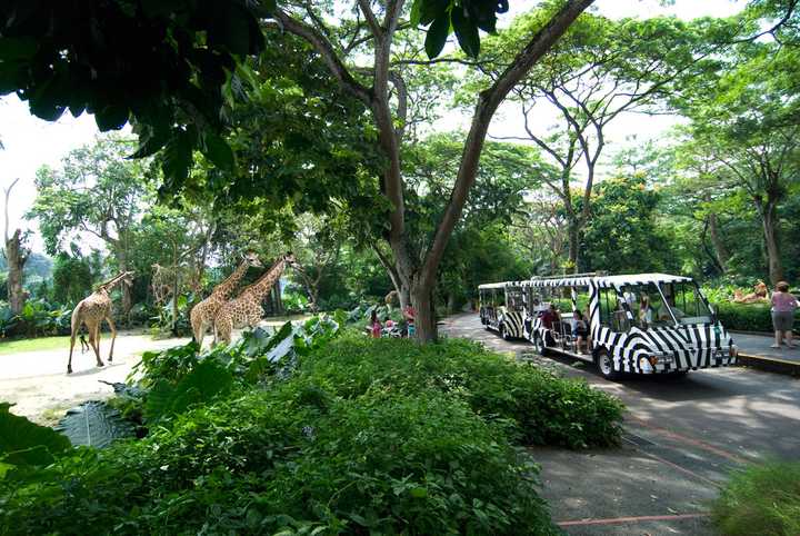 新加坡动物园 singapore zoo