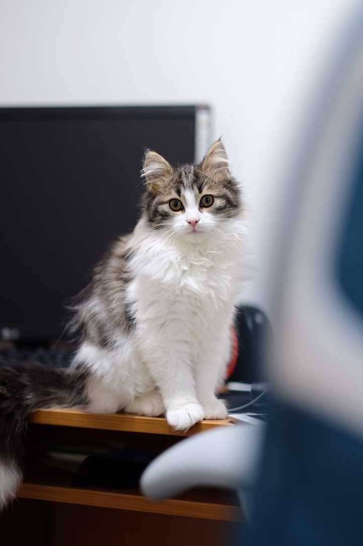 养挪威森林猫是一种怎样的体验