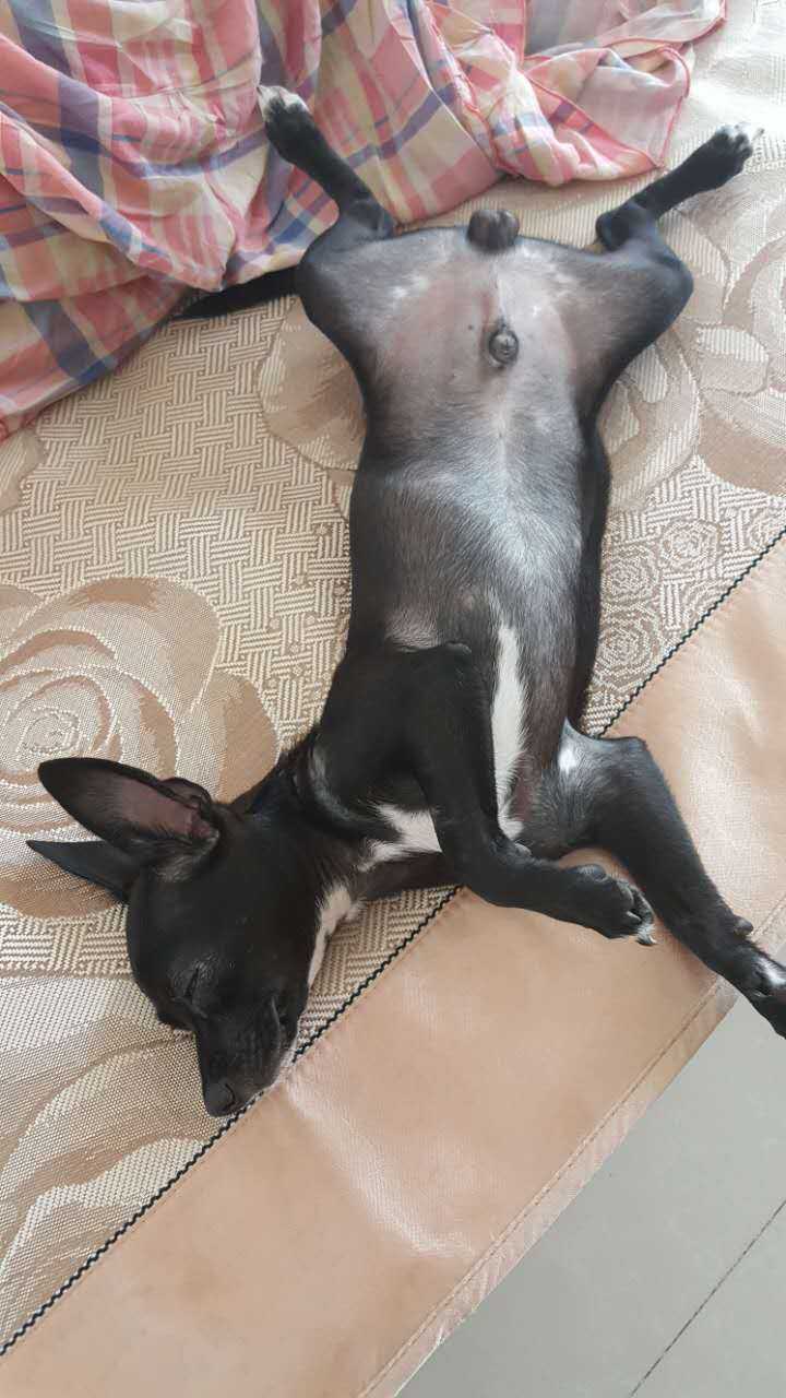养小鹿犬或者吉娃娃是什么样的体验呢?