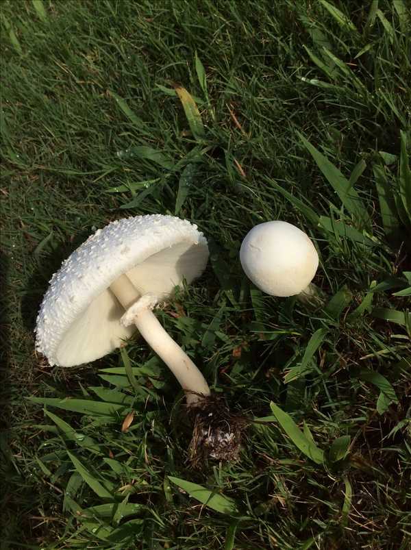 草地里采了些蘑菇请各路吃货食神大牛们帮忙鉴别顺便来点菜谱