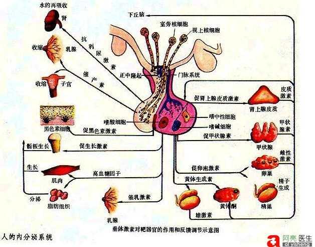 所以,大脑的下丘脑-垂体是人体内分泌系统的中枢,内分泌器官的活动是